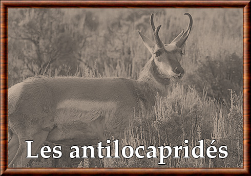 Antilocapridae