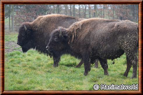 bison d'Amérique