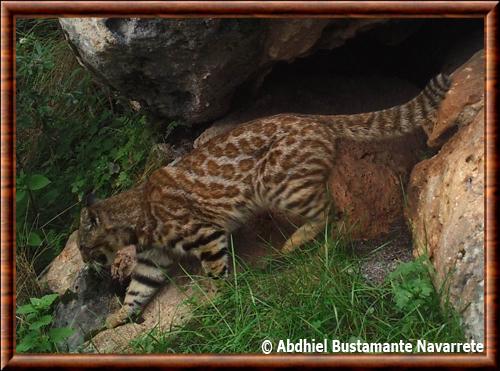 Chat de Garlepp (Leopardus garleppi)