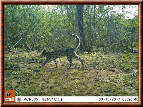 Chat de Snethlage (Leopardus emiliae)