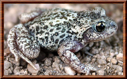 Crapaud accoucheur commun (Alytes obstetricans)