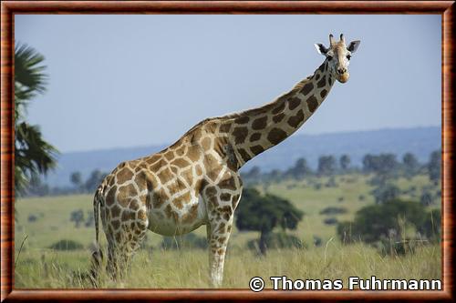 Girafe du Nord (Giraffa camelopardalis)