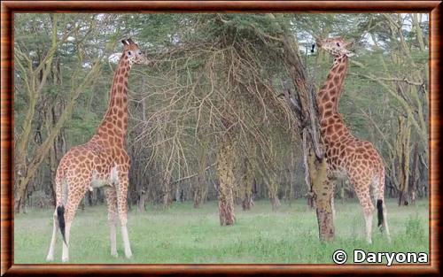 Girafe du Nord parc national lac Nakuru