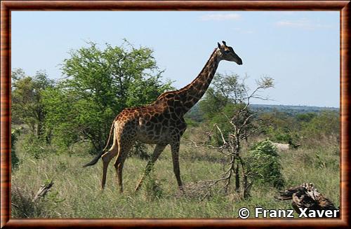 Girafe du Sud (Giraffa giraffa)