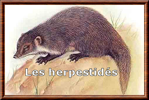 Herpestidae