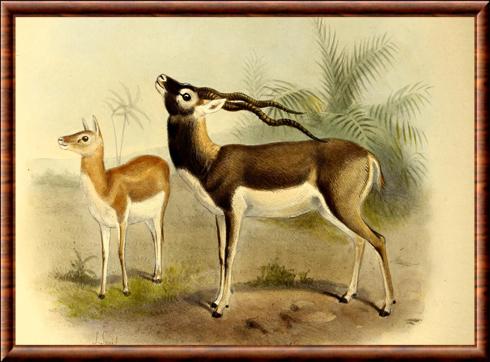 Antilope illustration