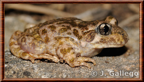 Moroccan midwife toad