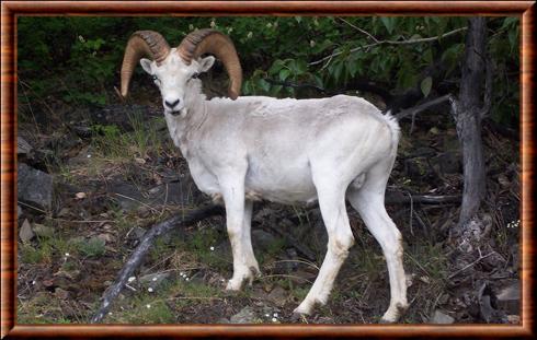 Mouflon de Dall