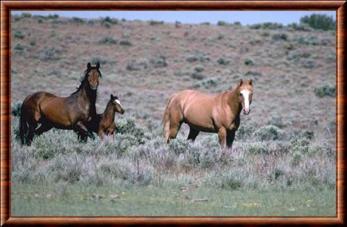 Mustang femelle et etalon