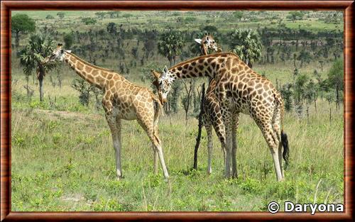 Northern giraffe (Giraffa camelopardalis)