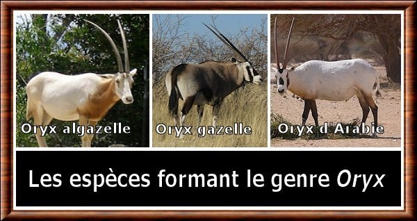 Oryx (genre)