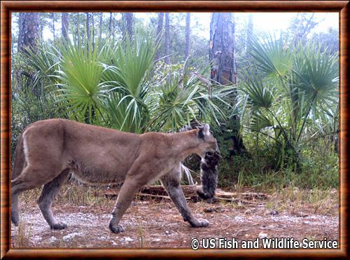 Panthere de Floride Florida panther national wildlife refuge