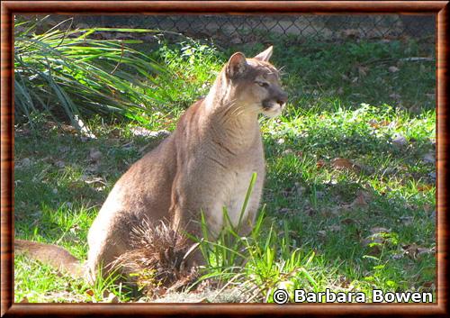Panthere de Floride (Puma concolor coryi)