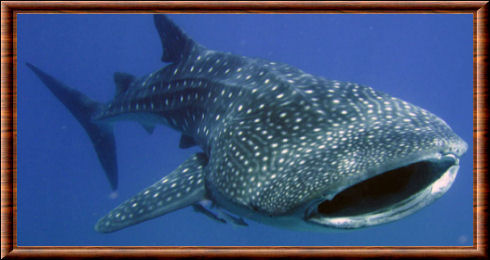 Requin-baleine (Rhincodon typus)