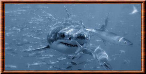 Requin blanc (Carcharodon carcharias)