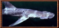 Requin-marteau cornu