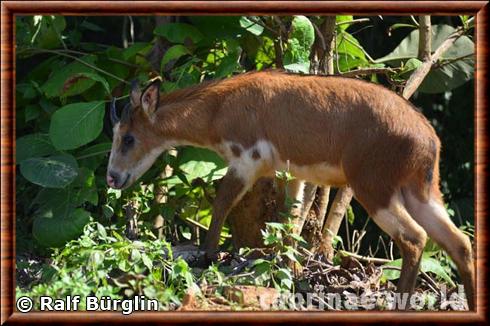 Saro carmin zoo de Dimapur.jpg