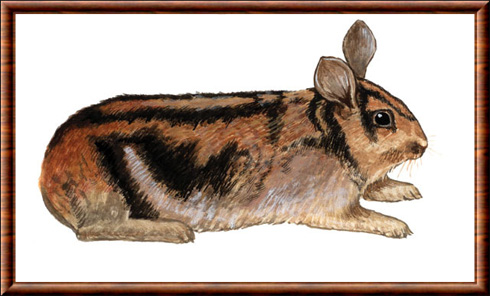 Sumatran rabbit