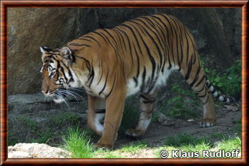 Tigre de Malaisie (Panthera tigris jacksoni)