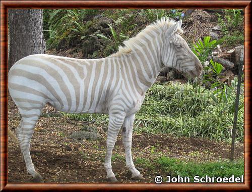 Zebre albinos
