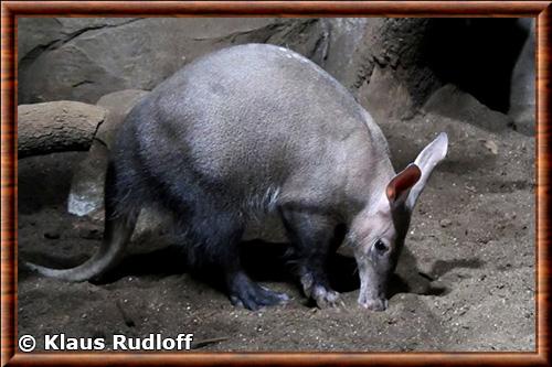 Aardvark (Orycteropus afer)