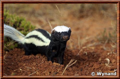 African Striped Weasel (Poecilogale albinucha)