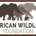 African wildlife foundation