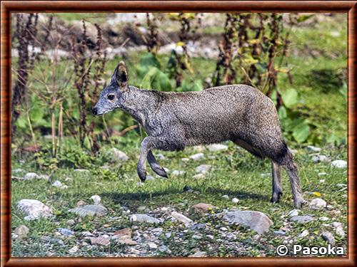 Alpine musc deer (Moschus chrysogaster)