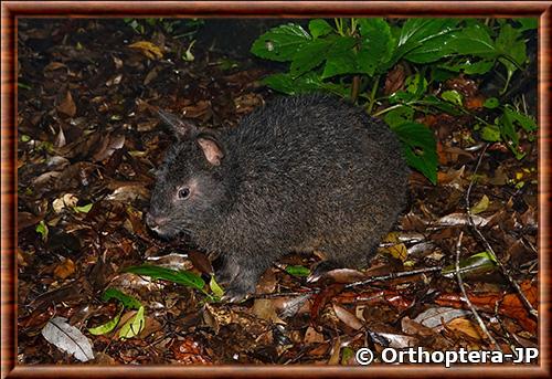 Amami rabbit (Pentalagus furnessi)