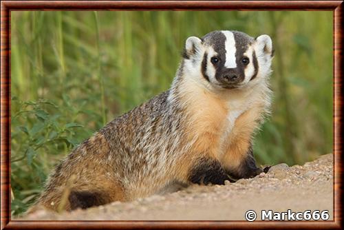 American badger (Taxidea taxus)