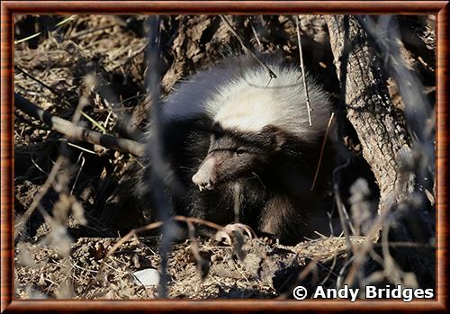 American hog-nosed skunk (Conepatus leuconotus)