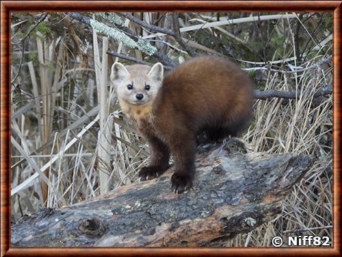 American marten (Martes americana)