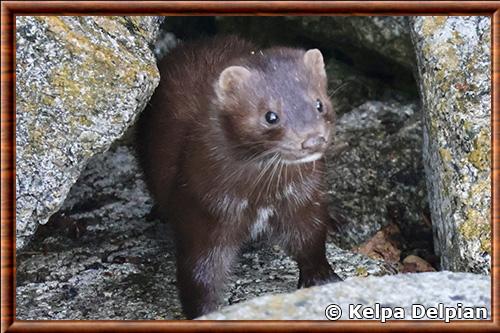 American mink (Neogale vison)