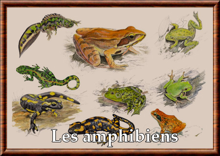 Amphibiens