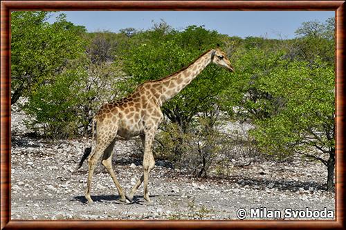 Angolan Giraffe (Giraffa camelopardalis angolensis)