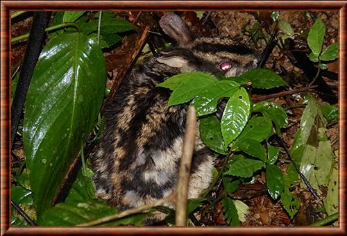 Annamite Striped Rabbit (Nesolagus timminsi)