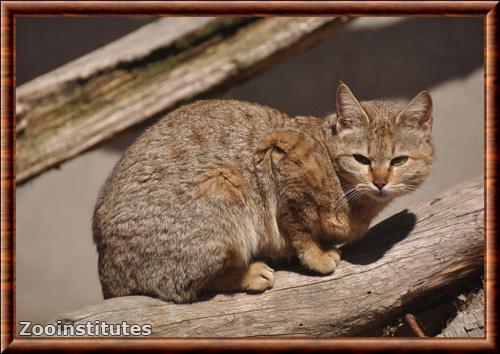 Arabian wildcat (Felis lybica lybica)
