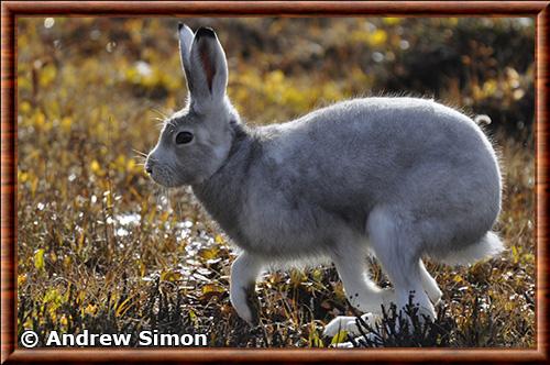 Arctic hare (Lepus arcticus)