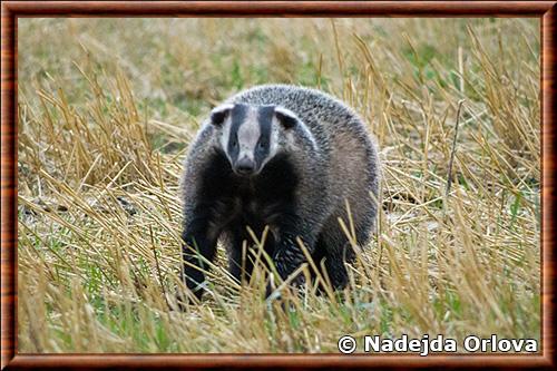 Asian badger (Meles leucurus)