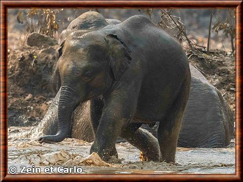 Asian elephant (Elephas maximus)