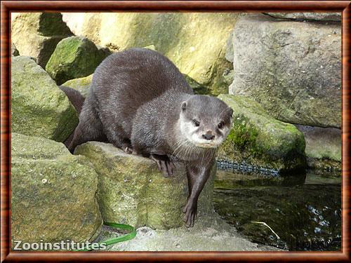 Asian small-clawed otter (Aonyx cinereus)