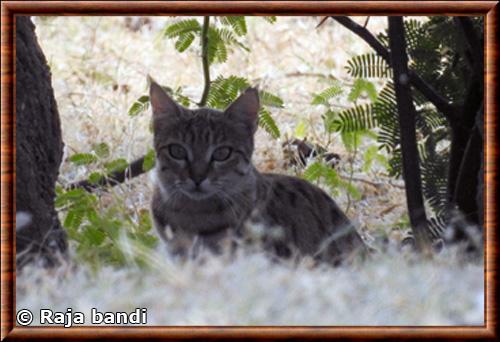 Asian wildcat (Felis lybica ornata)
