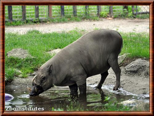 Babiroussa de Sulawesi