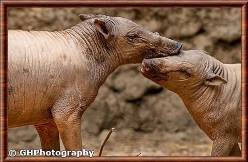 Babiroussa des Celebes femelle