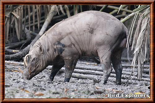 Babiroussa des Celebes (Babyrousa celebensis)