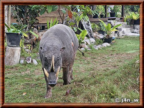 Babiroussa des îles Togian (Babyrousa togeanensis)