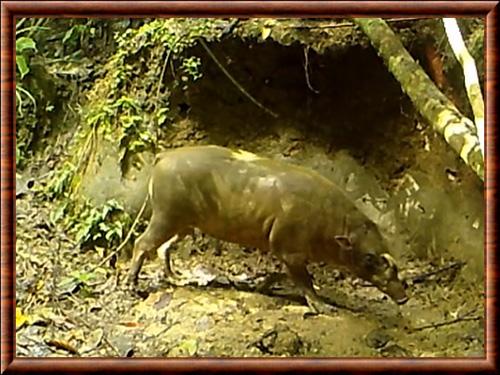 Babiroussa des Togian