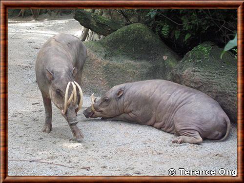 Babiroussa dore