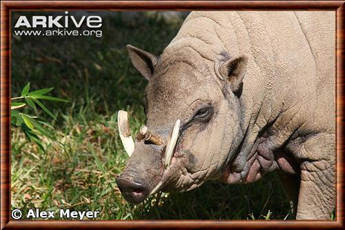 Babiroussa poilu gros plan