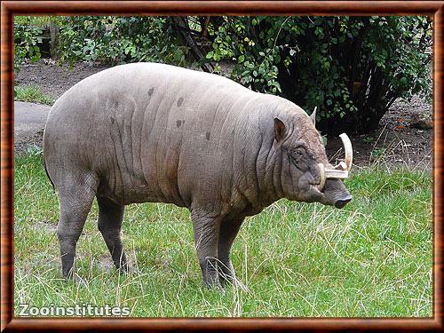 Babiroussa poilu (Babyrousa babyrussa)